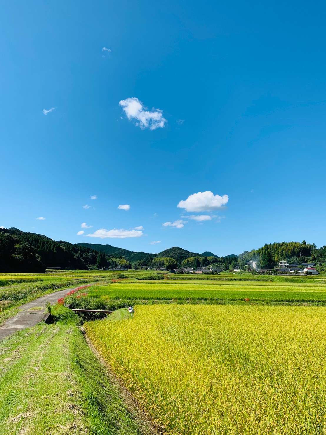 竹子の風景